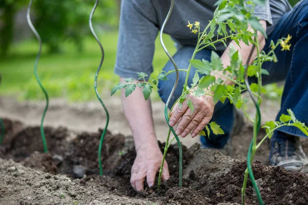 Senior man planting tomatoes at his huge garden, gardening concept — Stock Photo, Image