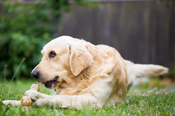 Cute golden retriever gra, jedzenie z kości składa się ze skóry wieprzowej na ogromny ogród, wygląda szczęśliwy, ssak — Zdjęcie stockowe