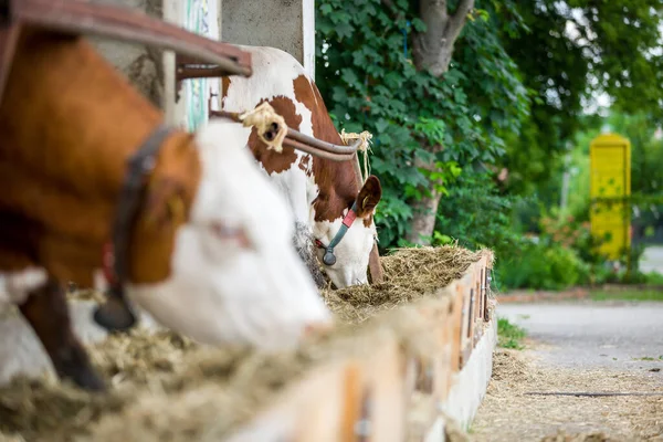 Krávy v řadě jíst z přes plné sena na velké farmě, zemědělství koncept — Stock fotografie