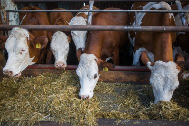 Bir sürü inek büyük inek çiftliğinde, çiftçilik konseptinde, tarımda besleniyor.