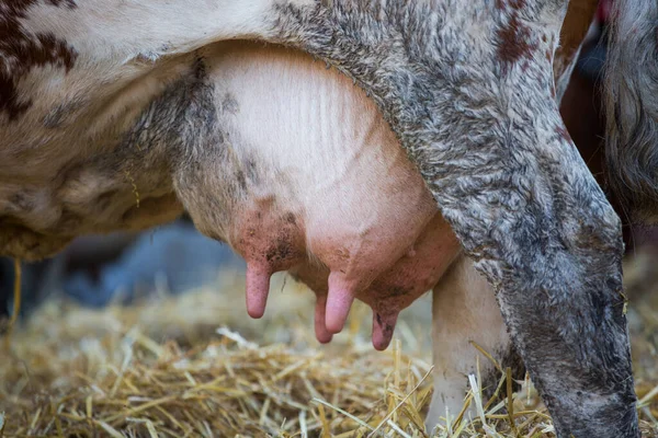 Mammella di mucca piena di latte, pronta per la mungitura, concetto di agricoltura — Foto Stock