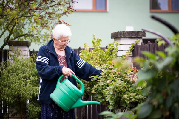 Mujer mayor regando el jardín, algunos arbustos frutales, concepto de jardinería — Foto de Stock