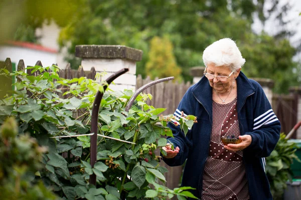 Jardinería de mujeres mayores en su enorme jardín, cuidar de sus plantas, concepto de jardinería — Foto de Stock