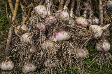 Bahçeden taze sarımsak yığını, yiyecek konsepti.