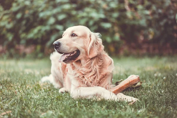 Cute golden retriever playing, eating with bone consists of some pork skin on the huge garden, looking happy, mammal