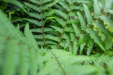 Pteridium aquilinum veya brakken, brake veya yaygın brakken, ayrıca kartal eğreltiotu ve doğu fren eğrisi, doğa konsepti.