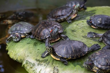 Güzel kaplumbağalar su kenarında kayaların üzerinde dinleniyor, vahşi yaşam ve doğa konsepti