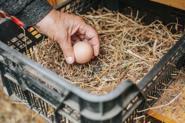 Üst düzey kadın tavuk kümesinden taze yumurta topluyor ya da hasat ediyor.