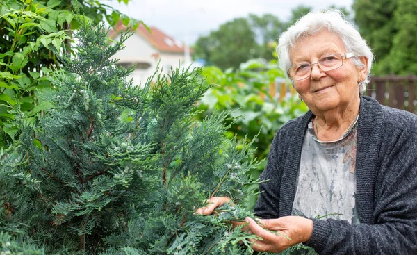 Senior mulher ou avó cuidar de seu jardim, conceito de jardinagem, pensionista — Fotografia de Stock