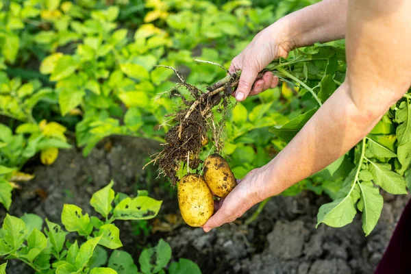 Kobieta rolnik zbieranie świeżych ziemniaków z jej ogromny ogród organiczny, koncepcja ogrodnictwa — Zdjęcie stockowe