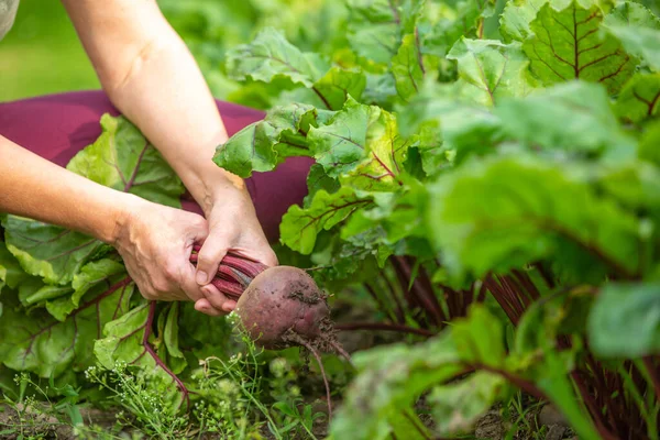 Woman harvesting fresh beetroot from her garden, gardening concept, vegetarian harvest — Stock Photo, Image