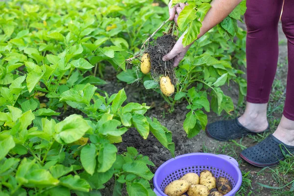 A woman farmer harvesting fresh potatoes from her huge organic garden, gardening concept — Stock Photo, Image