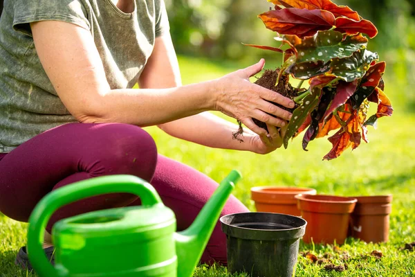 Женщина сажает растения в цветочный горшок на своем огромном саду, садоводческой концепции — стоковое фото
