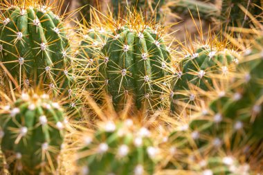 Botanik bahçesinde büyük bir kaktüs arenası, doğa konsepti.