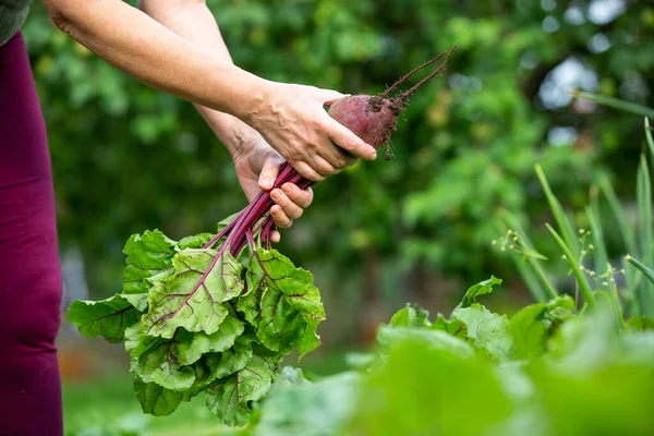 A woman farmer harvesting fresh beetroot from her huge organic garden, gardening concept — Stock Photo, Image