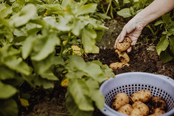 Женщина-фермер греет или собирает свежий картофель в своем саду, садоводческая концепция — стоковое фото