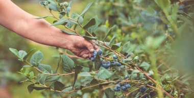 Çiftçi el hasatına yakın durun ya da yaban mersini tarlasından yabanmersini toplayın.