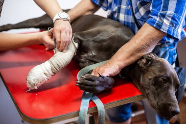 Bir veteriner, yaralı bir köpeğin bacağını, kırık bacağını, veteriner kliniğini bandajlıyor.