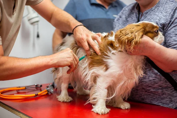 Process of vaccination of dogs at a vet clinic, veterinary concept