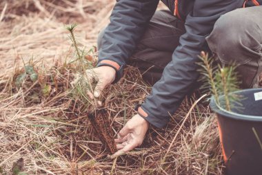 Gönüllü olarak kozalaklı bir ağacın tohumlarını dikiyor, ekoloji konsepti.