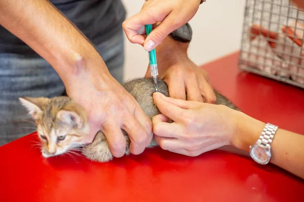 Vaccination of a cat at the vet clinic, rabies
