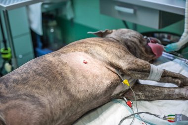 Veteriner kliniğinde köpek gösterisi, hayvan konsepti.
