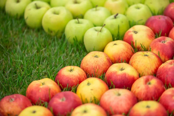 Свежие красные и зеленые яблоки на траве, пищевая концепция фруктов — стоковое фото