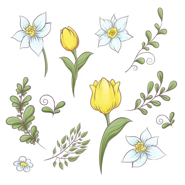 Set flowers tulips. Hand drawing Vector illustration