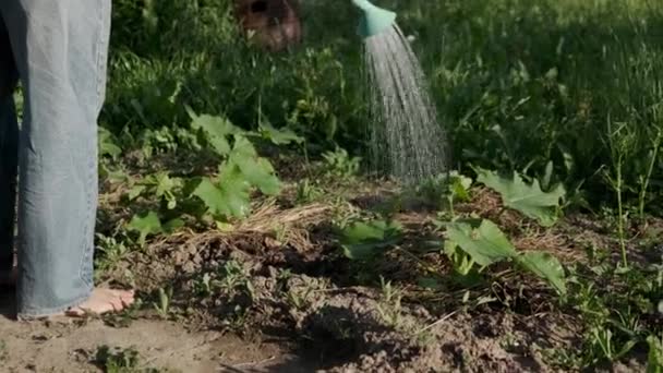 Flicka tar vattenkanna med vatten och vattning — Stockvideo