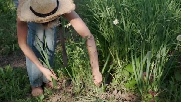 Chica en un sombrero de paja recogiendo cebollas en el jardín — Vídeos de Stock