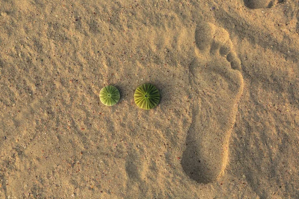 Deux cactus verts sans épines couchés sur le sable — Photo