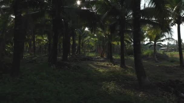 Let dronem mezi palmami ve Zlatém slunci — Stock video
