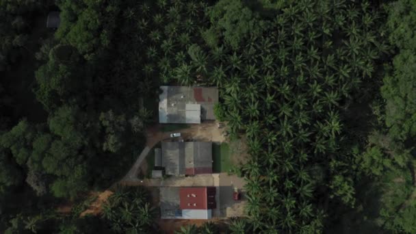 Létání dron nad džunglí, palmy, hory v pozadí. — Stock video
