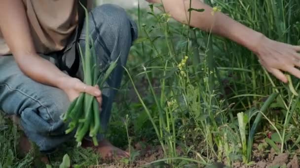 La jeune fille en jean ramasse les oignons du jardin dans le jardin — Video