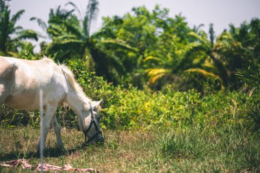 Beyaz at arka plandaki palmiye ağaçlarının çimlerini yiyor..