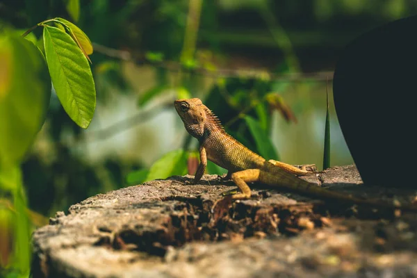 Lizard sitting on a tree next to a big knife close up