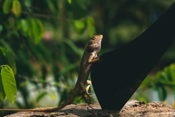 Lizard sitting on a tree next to a big knife close up