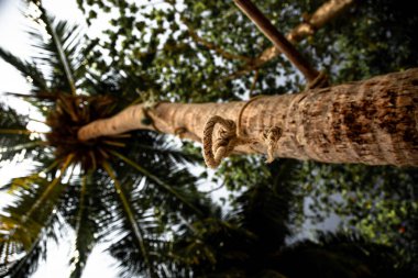 Plajdaki bir palmiye ağacına bağlanmış bungee ipi gökyüzüne karşı