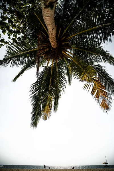 Bungee Rope Tied Palm Tree Beach Sky — Stock Photo, Image