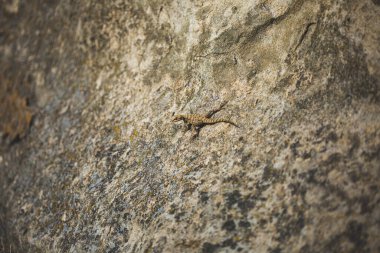 Küçük kertenkele kayanın üzerinde oturuyor.