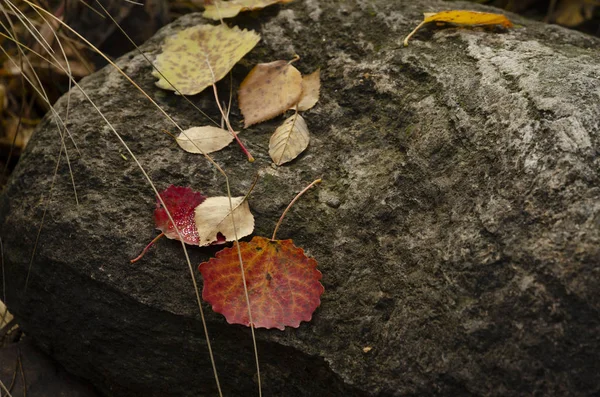 Uma Pedra Musgosa Texturizada Encontra Várias Folhas Caídas Multi Coloridas — Fotografia de Stock