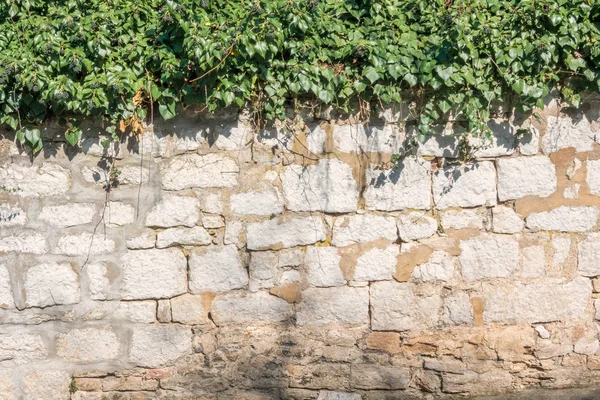 Taş bloklardan yapılmış geleneksel bir çitin parçası. Çitin üstünde bir tırmanma bitkisi büyüyor. Besancon. Fransa.