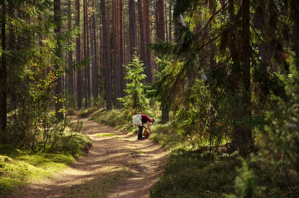 Día Soleado Bosque Coníferas Camino Forestal Tierra Adentra Distancia Mujer —  Fotos de Stock