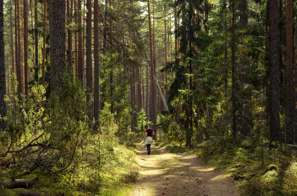 Uzun ladin ve çam ağaçları arasında kozalaklı bir ormandan geçen toprak bir yol. Yolun ilerisinde mantar arayan bir kadın var. Doğa manzarası. Güneşli yaz günü.