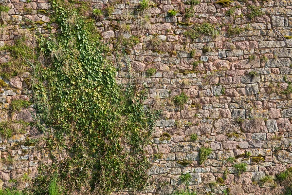 Pembe Gri Taştan Yapılmış Eski Bir Duvar Parçası Bir Tırmanma — Stok fotoğraf