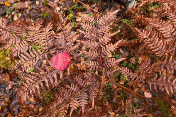 Widok Uschniętego Brązowego Krzaka Paproci Jesienią Paproci Leży Czerwony Liść — Zdjęcie stockowe