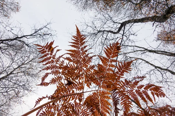 Looking up at the sky in the autumn forest. In the foreground is a wilted fern branch with patterned leaves. On zavendenm plan - the tops of trees without leaves. Background.