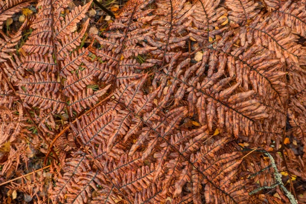 Widok Góry Żółtej Gałęzi Paproci Jesienią Teksturę Kontekst — Zdjęcie stockowe