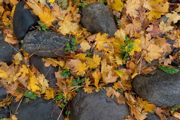 Höstdags Fallna Gula Lönnlöv Ligger Mellan Grå Granitstenar Bakgrund Konsistens — Stockfoto