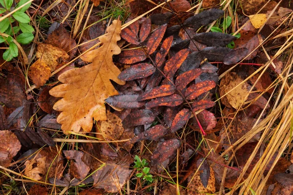Lesie Ziemi Leżą Opadłe Jesienne Liście Liście Różnych Kolorów Różnych — Zdjęcie stockowe